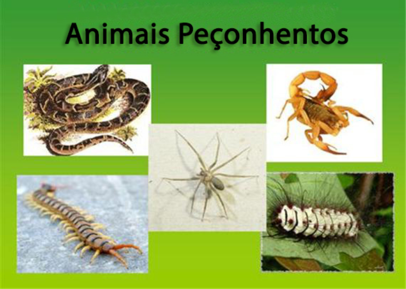 SAÚDE ALERTA COMUNIDADE PARA RISCO DE ACIDENTES COM ANIMAIS PEÇONHENTOS